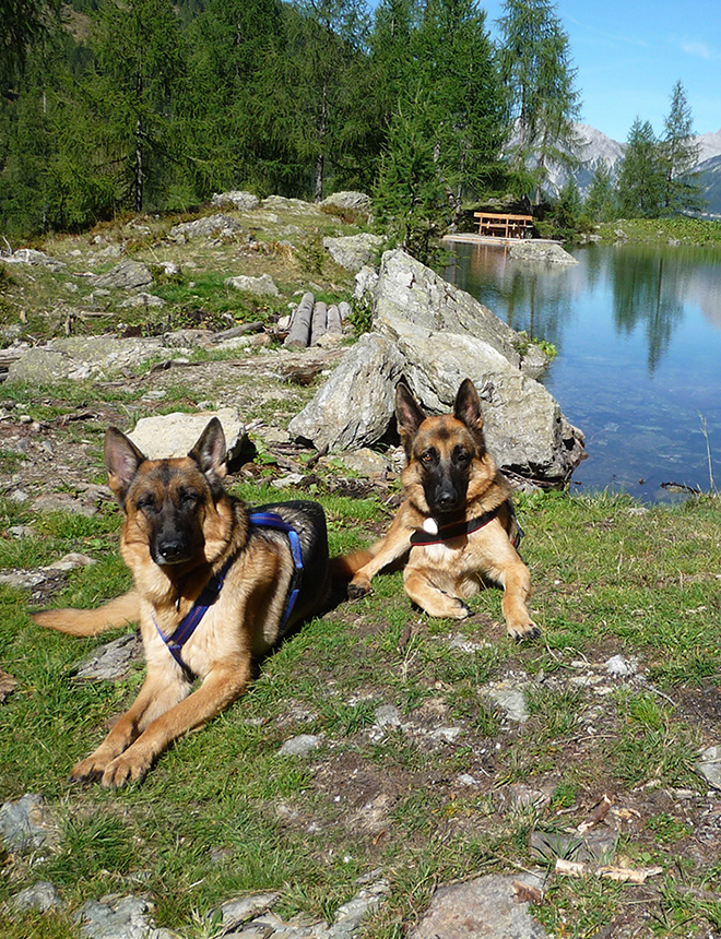 Das kleine Berghotel Lesachtal: hier sind Hunde willkommen!